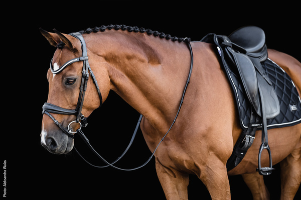 Ogłowie z nachrapnikiem szwedzkim Schockemöhle Sports Charleston