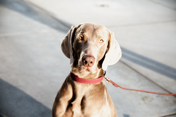 Obroża dla psa Kentucky Dogwear Plaited Nylon