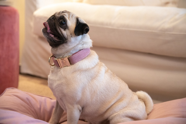 Obroża dla psa Kentucky Dogwear Wool