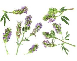 Sieczka z lucerny EQUIHERBS  10 kg