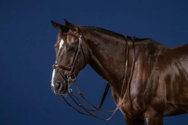 Ogłowie munsztukowe z nachrapnikiem angielskim Dy'on New English Collection NELAAA