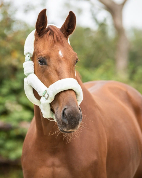 Kantar z futrem QHP Alaska