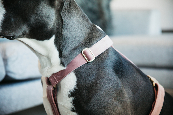 Szelki dla psa Kentucky Dogwear Loop Velvet