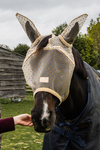 Maska przeciw owadom z uszami i ochroną nosa Kentucky Horsewear Heart