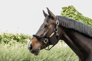 Kantar dla silnych koni Kentucky Horsewear Control Halter