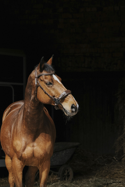 Ogłowie hackamore Norton Pro