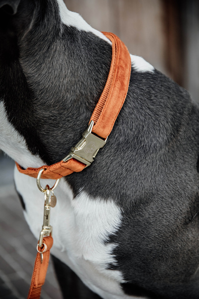 Obroża dla psa Kentucky Dogwear Velvet