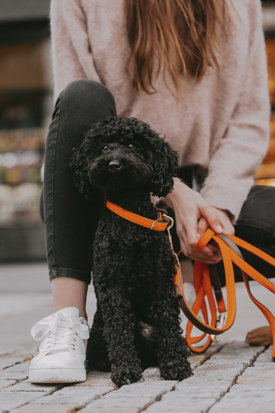 Obroża dla psa Kentucky Dogwear Plaited Nylon