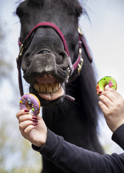 Pączki z lukrem dla koni Candy Horse - Stable Party