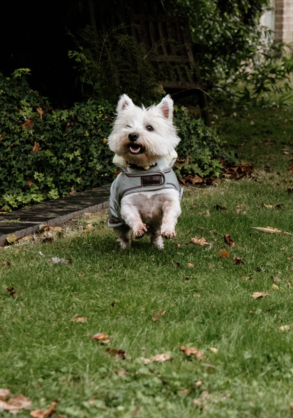 Derka dla psa Kentucky Dogwear Waterproof 160g