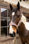 Kantar dla konia Kentucky Horsewear Velvet