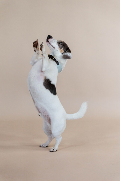 Obroża dla psa Kentucky Dogwear Jacquard