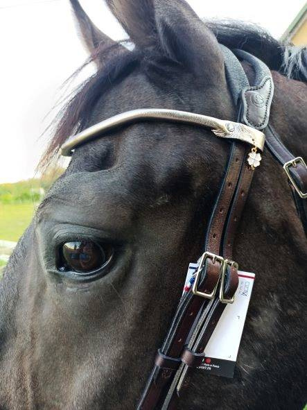 Ogłowie anatomiczne z opadającym naczółkiem i kryształkiem IHWT Evolution Contact