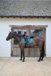 Podkładka pod siodło Kentucky Horsewear Sheepskin Half Pad Anatomic Absorb