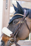 Futerko na nachrapnik lub potylicę Kentucky Horsewear