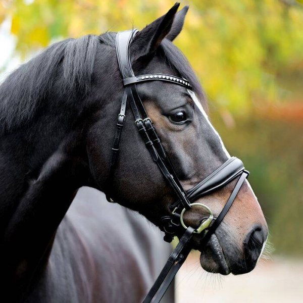 Ogłowie z nachrapnikiem szwedzkim Kavalkade Charlotte