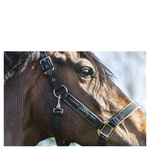 Kantar ANKY® Grooming