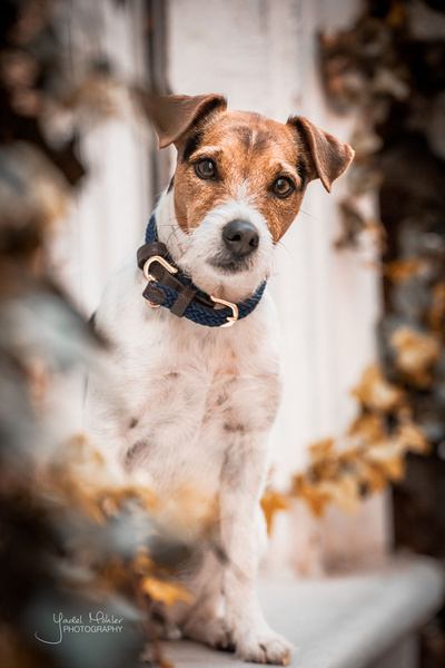 Obroża dla psa Kentucky Dogwear Plaited Nylon