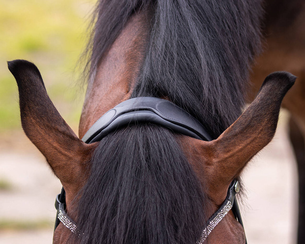Ogłowie z nachrapnikiem szwedzkim QHP Lupine