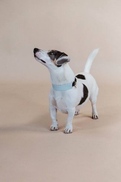 Obroża dla psa Kentucky Dogwear Jacquard