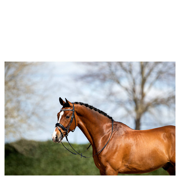 Ogłowie anatomiczne z nachrapnikiem szwedzkim ANKY® Comfort Fit Combined