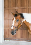 Kantar ze skóry syntetycznej Kentucky Horsewear Leather Halter Wellington