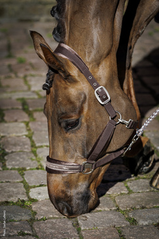 Kantar Schockemöhle Sports Soft Velvet Jesień/zima 2025