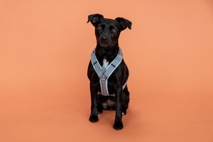 Szelki dla psa Kentucky Dogwear Active Reflective