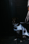 Obroża dla psa Kentucky Dogwear Reflective