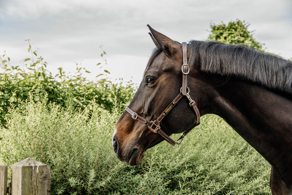 Kantar pielęgnacyjny ze skóry syntetycznej Kentucky Horsewear Leather Halter Flexible