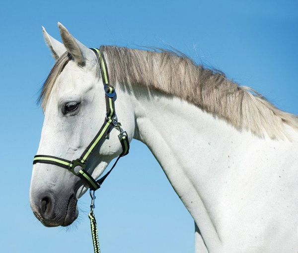 Kantar dla konia Covalliero Hippo