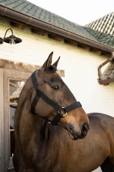 Kantar dla konia Kentucky Horsewear Heavy Duty
