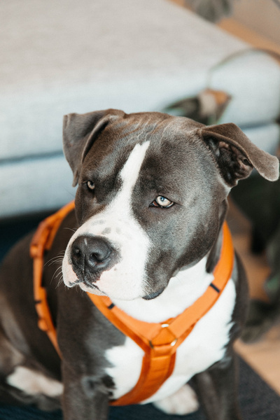 Szelki dla psa Kentucky Dogwear Active Velvet