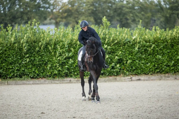 Ogłowie bezwędzidłowe 3w1 Dy'on New English Collection Motion NECCCW