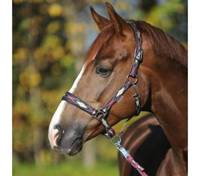 niebieski/kremowy/bordowy