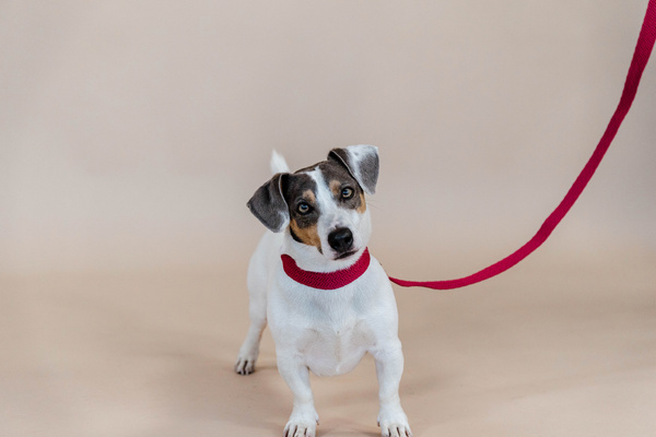 Obroża dla psa Kentucky Dogwear Jacquard