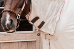 Derka siatkowa przeciw owadom z kapturem i osłoną brzucha Kentucky Horsewear Mesh Fly Rug Comfort Classic