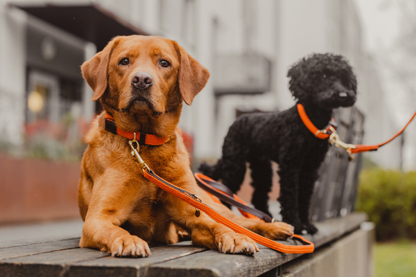 Obroża dla psa Kentucky Dogwear Plaited Nylon