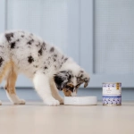 Karma mokra Perro Gourmet - Królik z dynią