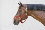 Kantar bezpieczny Kentucky Horsewear Breakaway