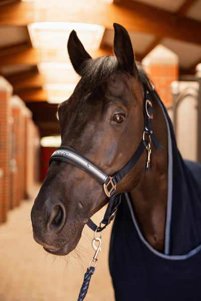 Kantar z uwiązem HORZE Eternal Gaze