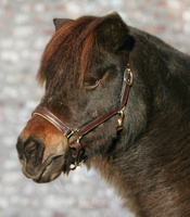 brązowy