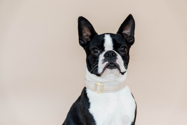 Obroża dla psa Kentucky Dogwear Wool