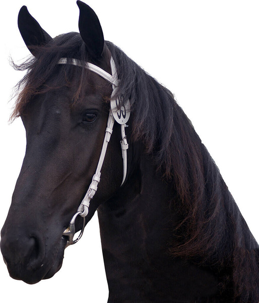 Ogłowie pokazowe QHP