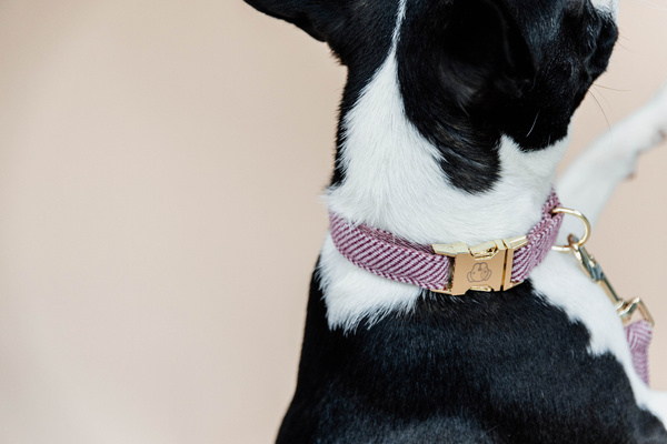 Obroża dla psa Kentucky Dogwear Wool