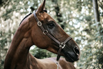 Kantar pielęgnacyjny ze skóry syntetycznej Kentucky Horsewear Leather Halter Flexible