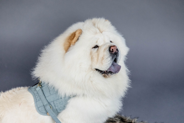 Szelki dla psa Kentucky Dogwear Wool Body Safe