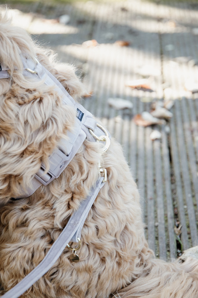 Smycz dla psa Kentucky Dogwear Velvet - 200 cm