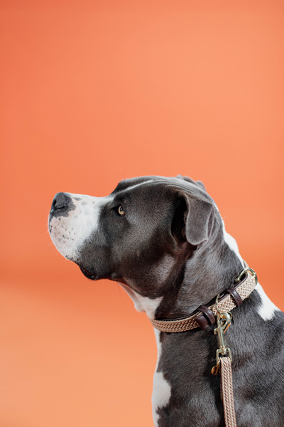 Obroża dla psa Kentucky Dogwear Plaited Nylon