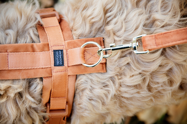 Smycz dla psa Kentucky Dogwear Velvet - 200 cm